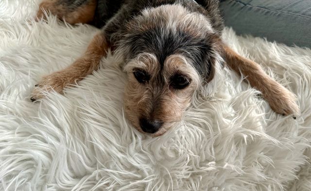 A very cute, very sleepy dog splayed out on a furry blanket